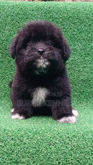 1-3 months Female Purebred Havanese