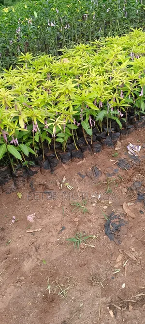 Grafted Mangoes Small Size