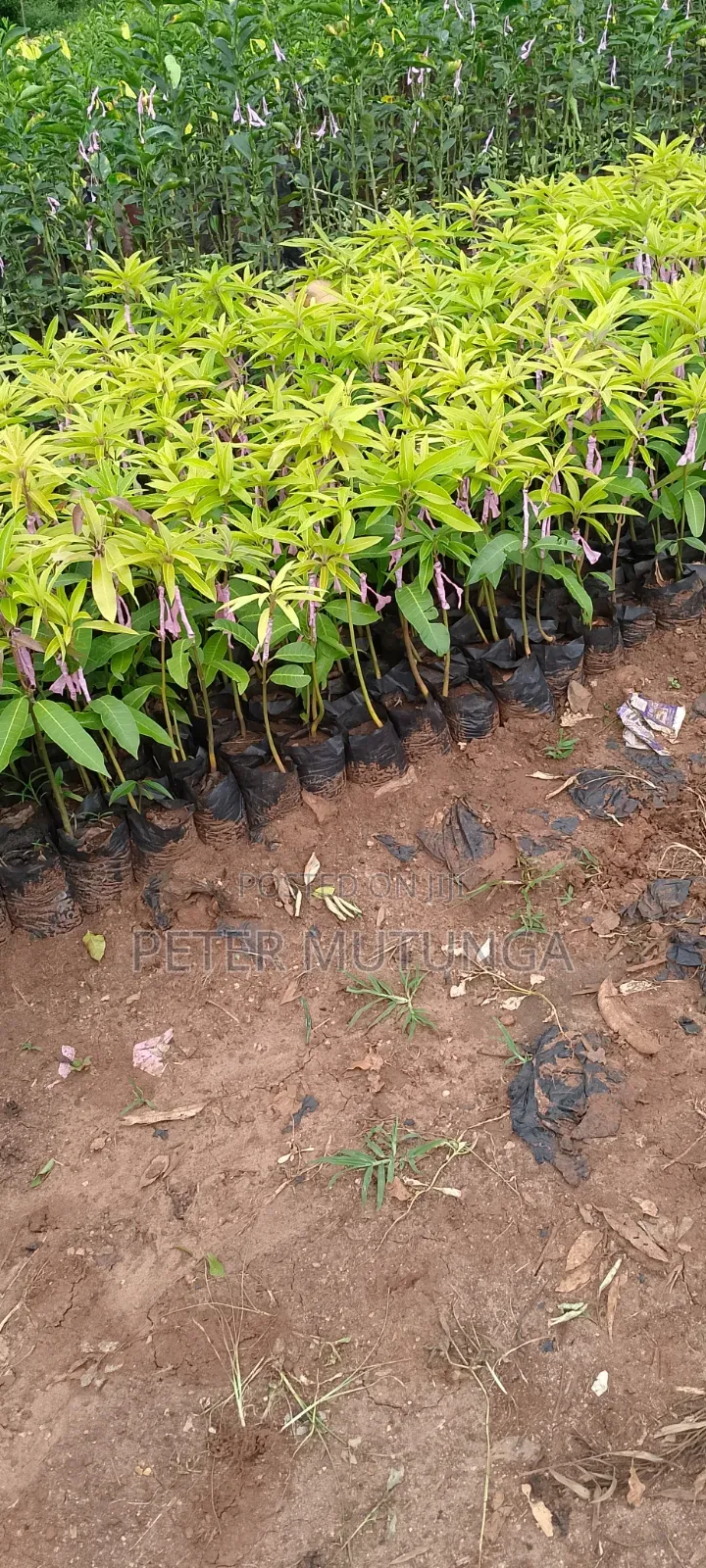 Grafted Mangoes Small Size