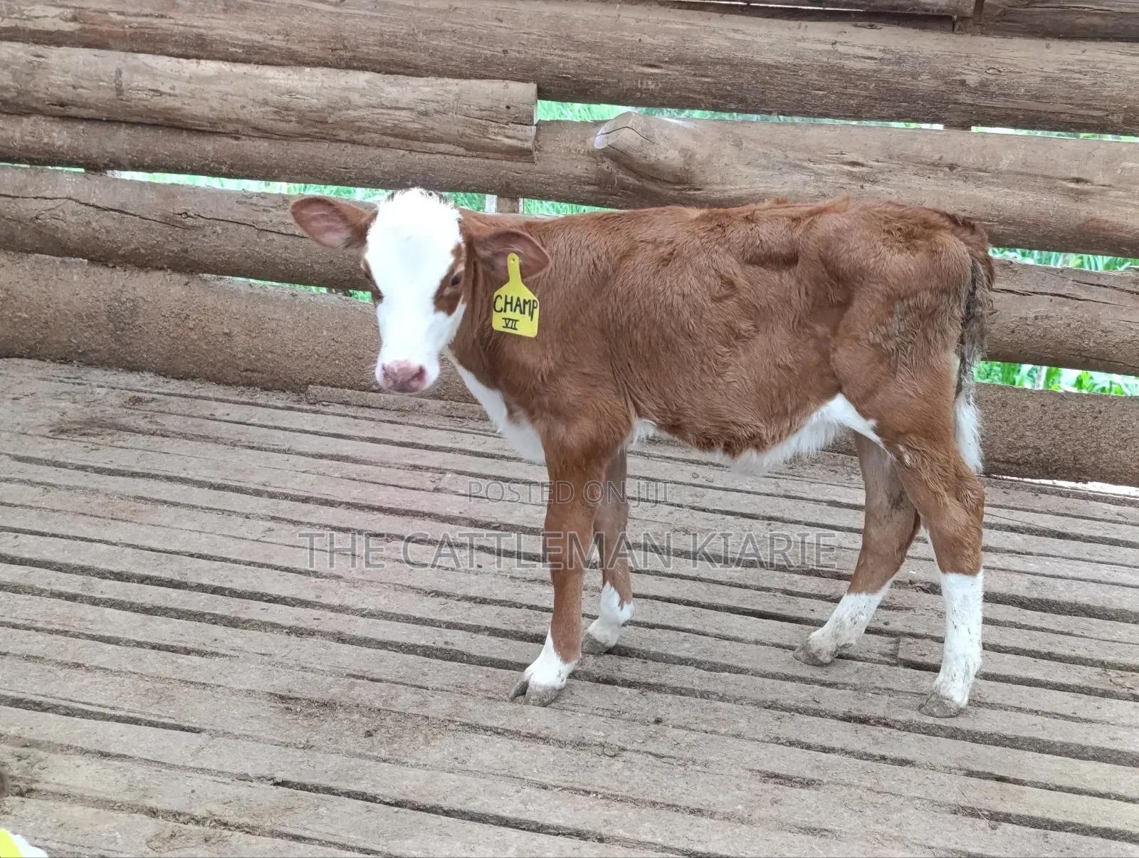 Fleckview Calfs