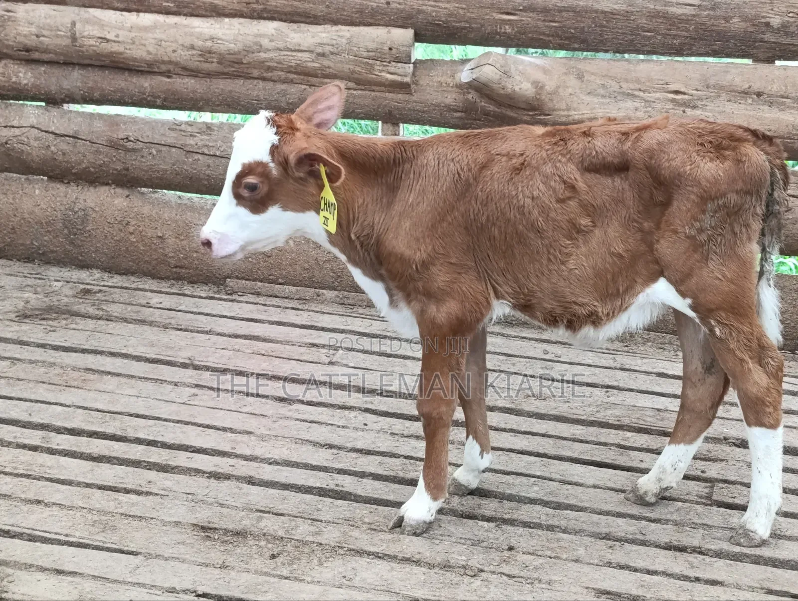 Fleckview Calfs
