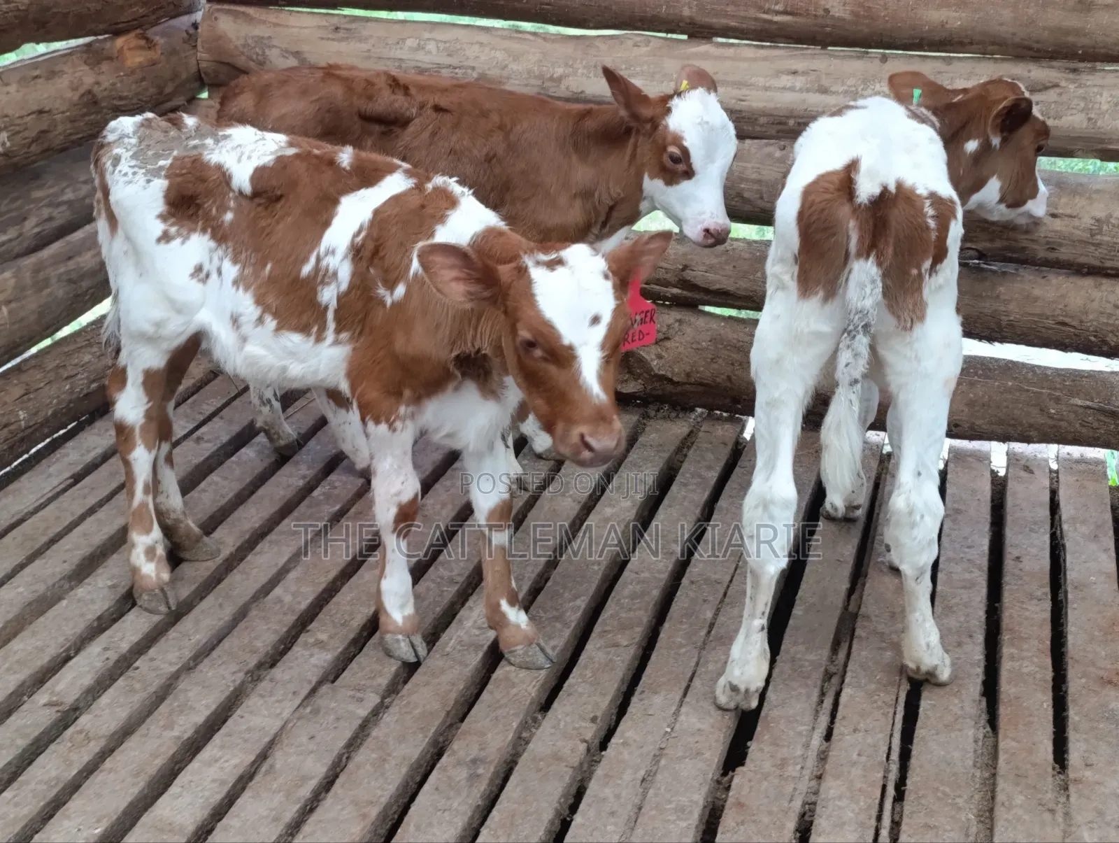 Fleckview Calfs
