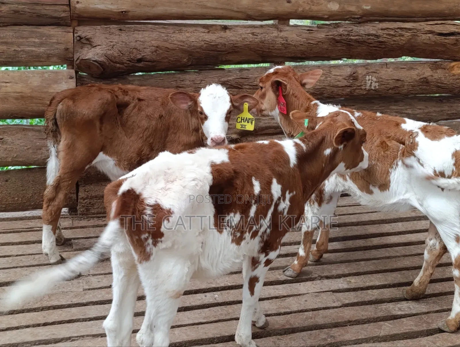 Fleckview Calfs