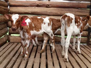 Fleckview Calfs