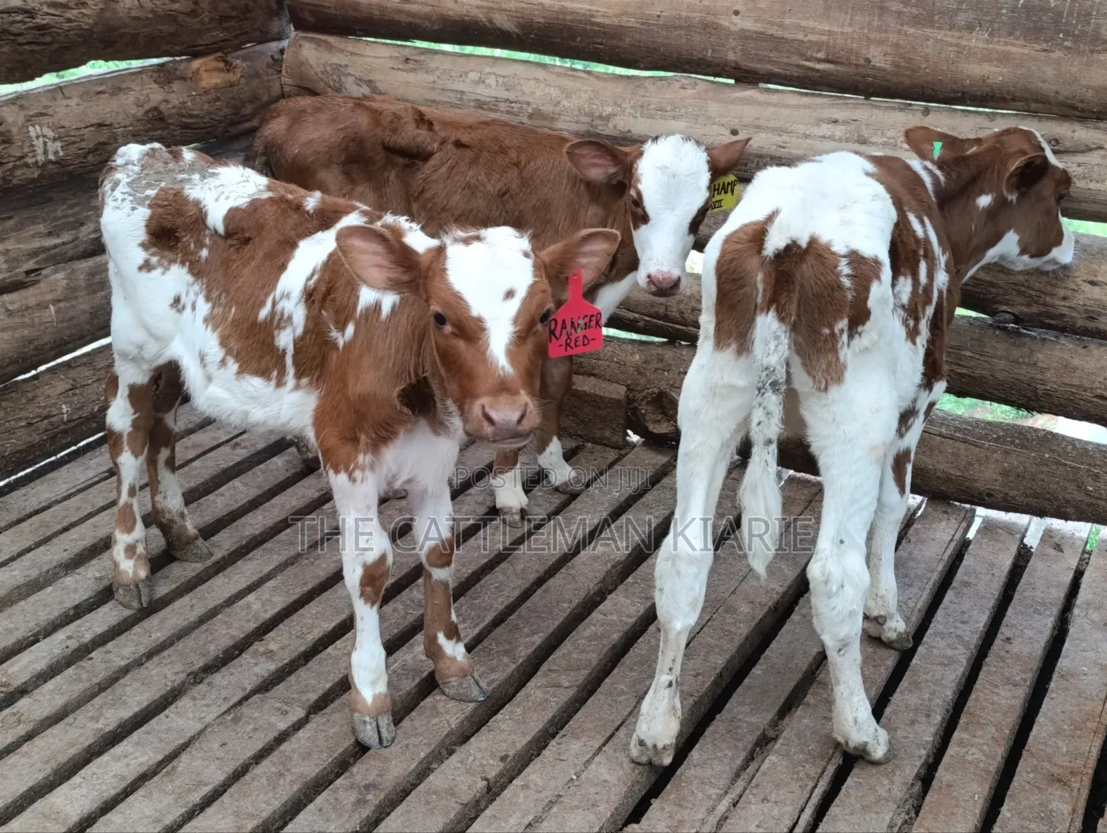 Fleckview Calfs