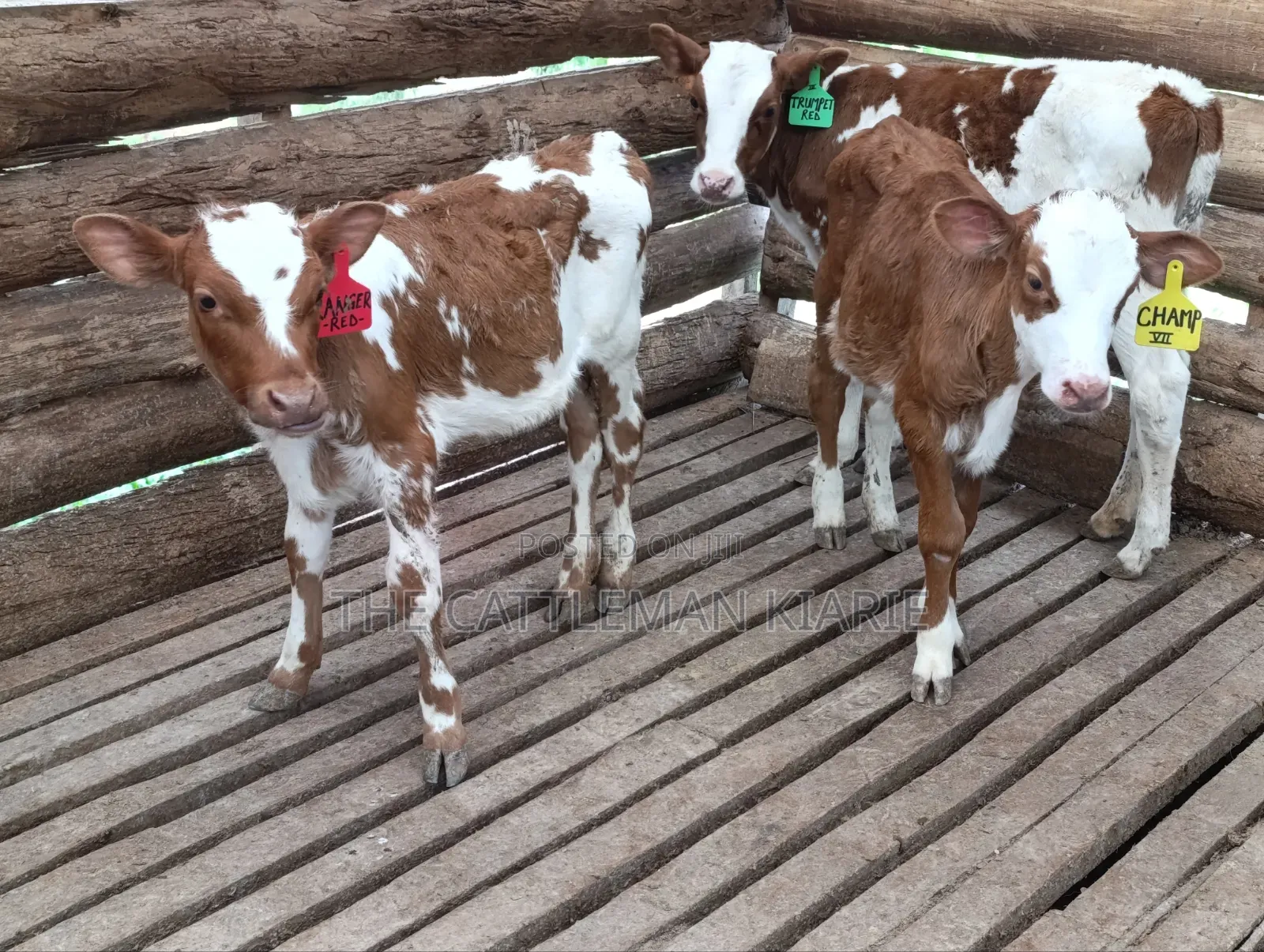 Fleckview Calfs