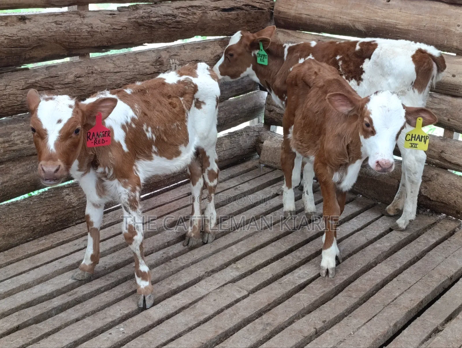 Fleckview Calfs