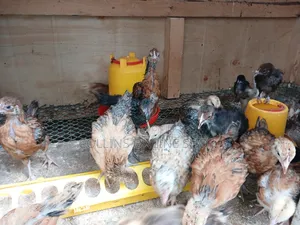 1month Old Chicks for Sale