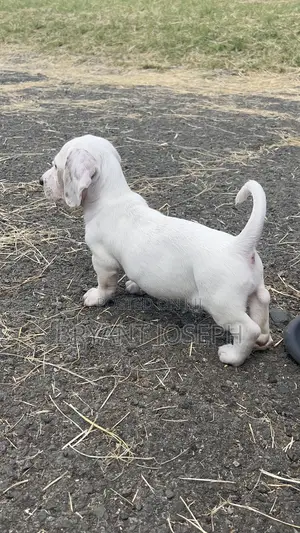 1-3 months Male Purebred Dachshund