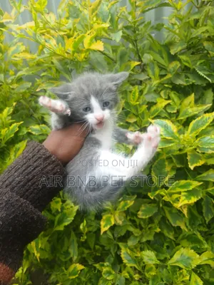 1-3 months Male Purebred Persian