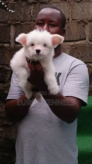 1-3 months Male Purebred Havanese