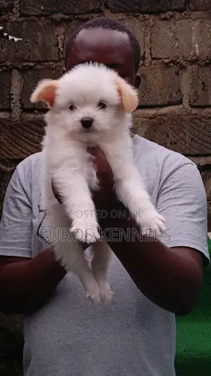 1-3 months Male Purebred Havanese