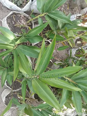 Cardamom Seedlings