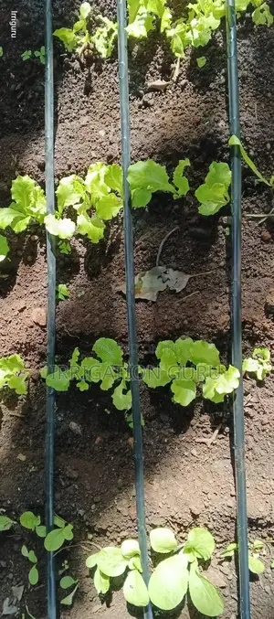 Kales Dripper Irrigation