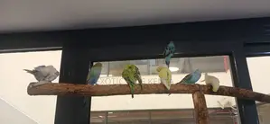 Parakeets for Sale in Nairobi