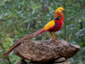 Golden Pheasants