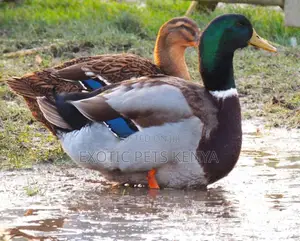 Rouen Ducks Breeding Pairs