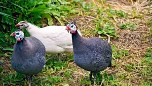 Guniea Fowl (Kanga)