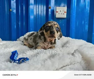 1-3 months Male Purebred Dachshund