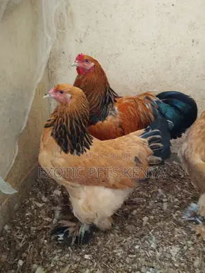 Brahma Chicken