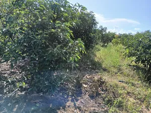 50 Acres Mature Ovacados Trees in Mananja 8km of Kenol/Sagana Highway