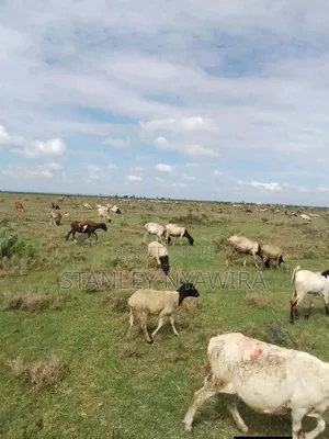 8 Acres Nanyuki Gobit