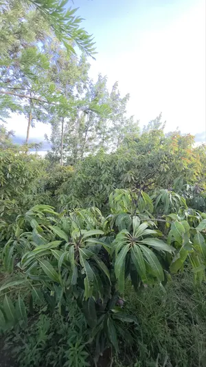 1/4 Acre Redsoil Ngong Kibiku With Mature Fruit Trees for Sale I