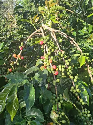 Gatundu South Muhoho Prime 4 Acres With Mature Coffee