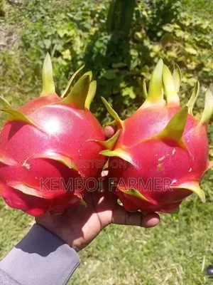 Dragon Fruits