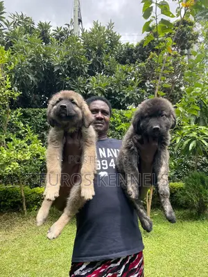 1-3 months Male Purebred Caucasian Shepherd
