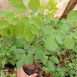 Moringa (Moringa Oleifera) Seedling, "Miracle" or Drumstick Tree
