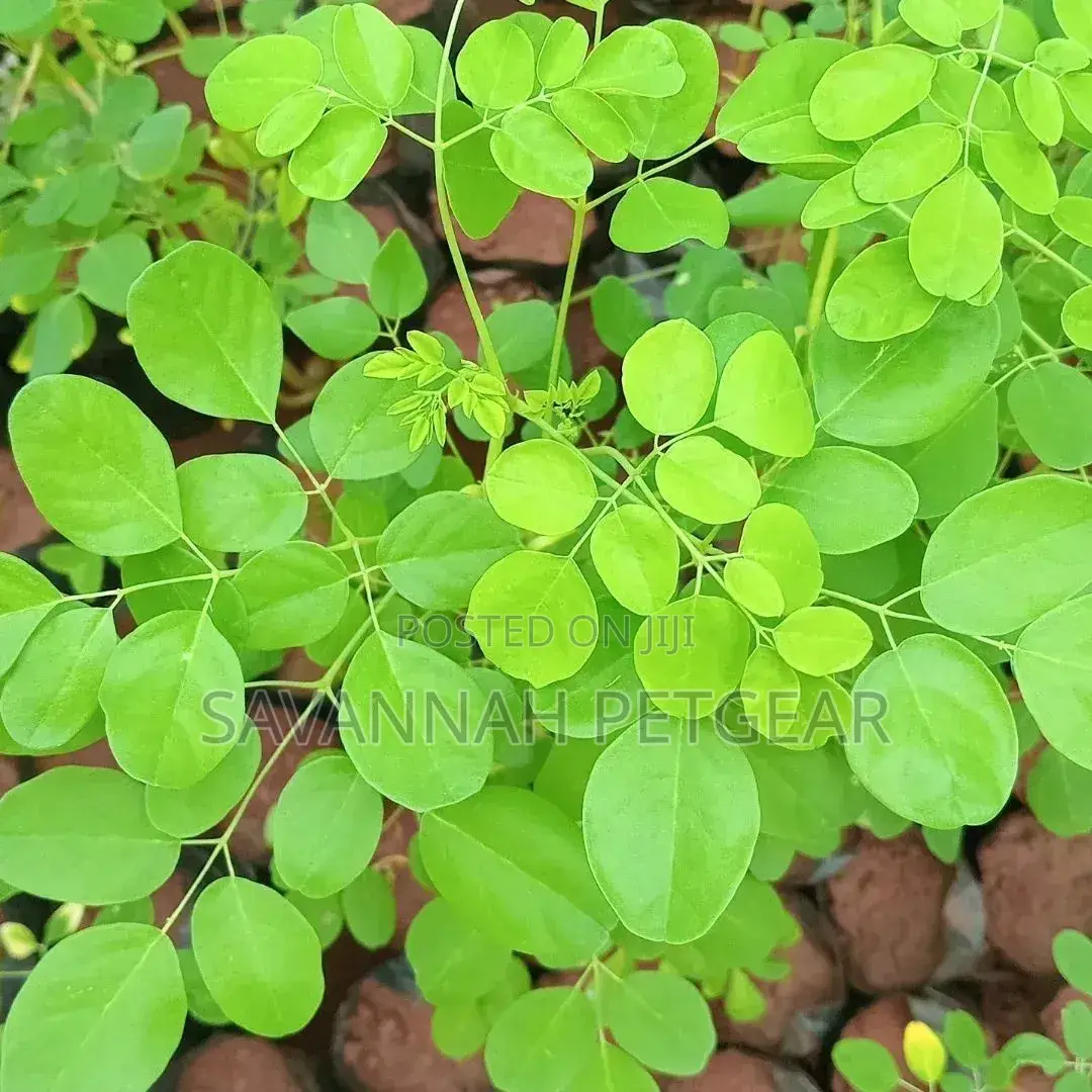 Moringa (Moringa Oleifera) Seedling, "Miracle" or Drumstick Tree