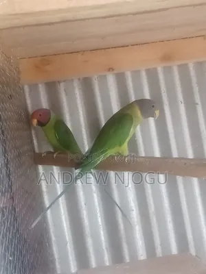 A Mature Pair of Plumheads Available