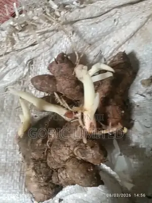 Ginger Seedlings on Sell for Agribusiness