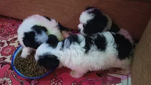 1-3 months Male Purebred Havanese