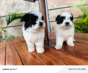1-3 months Female Purebred Havanese