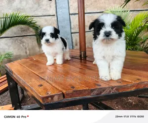 1-3 months Female Purebred Havanese