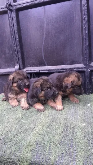 1-3 months Male Purebred German Shepherd