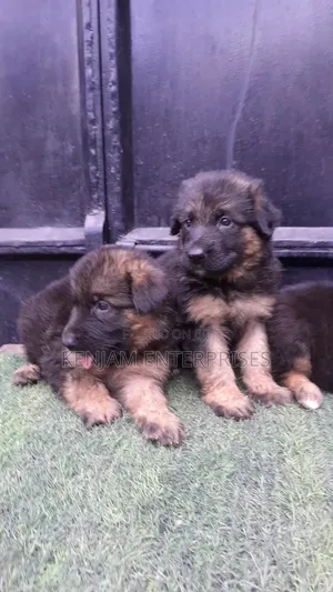 1-3 months Male Purebred German Shepherd