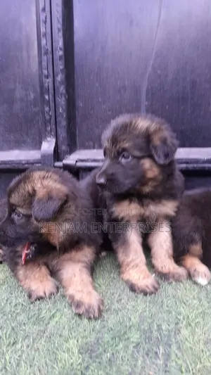 1-3 months Male Purebred German Shepherd