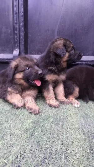 1-3 months Female Purebred German Shepherd