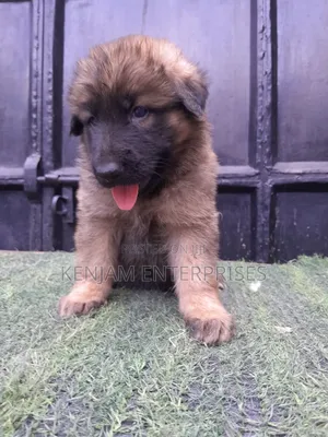 1-3 months Female Purebred German Shepherd