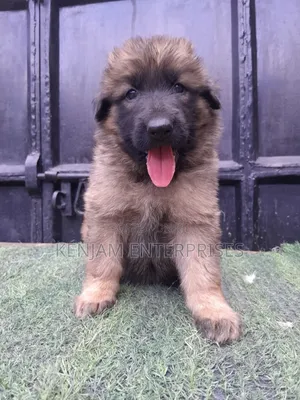 1-3 months Female Purebred German Shepherd