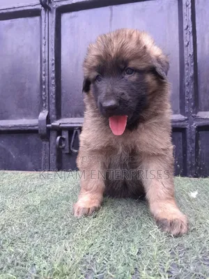 1-3 months Male Purebred German Shepherd