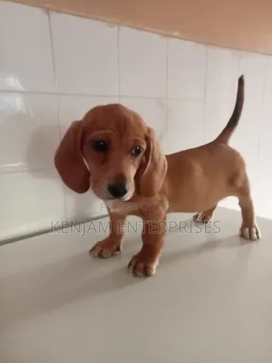 1-3 months Male Purebred Dachshund