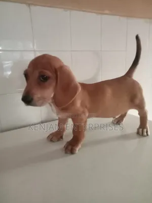 1-3 months Male Purebred Dachshund