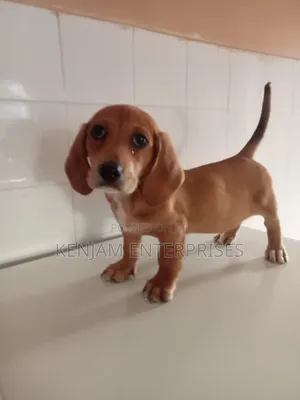 1-3 months Male Purebred Dachshund