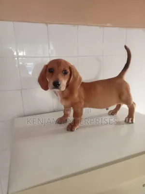 1-3 months Male Purebred Dachshund