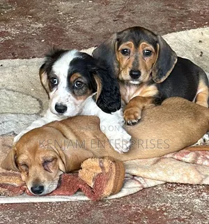 1-3 months Female Purebred Dachshund