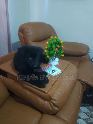 1-3 months Female Purebred German Shepherd